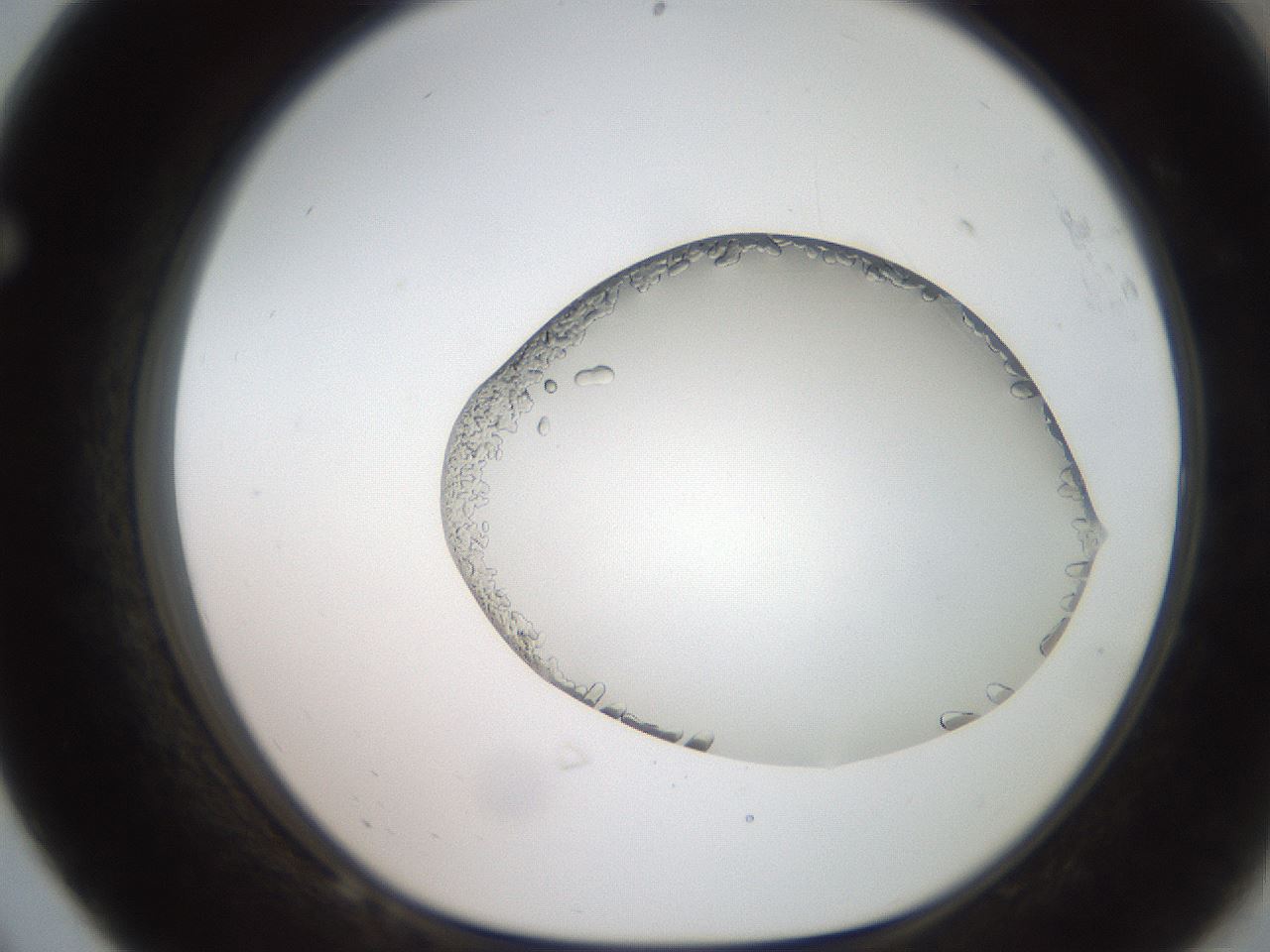 folderID206_plateID2206_batchID9998_wellNum68_profileID1_d1_r149885_ef.jpg