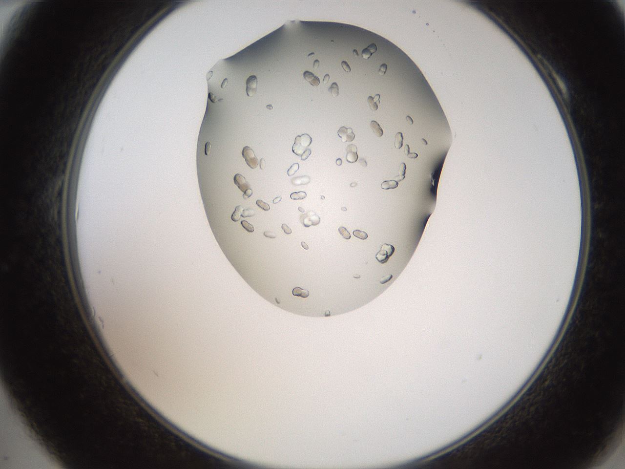 folderID207_plateID2207_batchID10014_wellNum10_profileID1_d2_r150154_ef.jpg