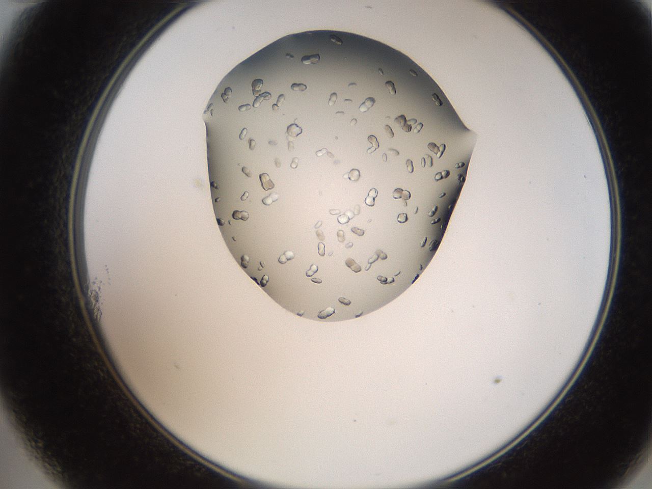 folderID207_plateID2207_batchID10014_wellNum11_profileID1_d2_r150156_ef.jpg