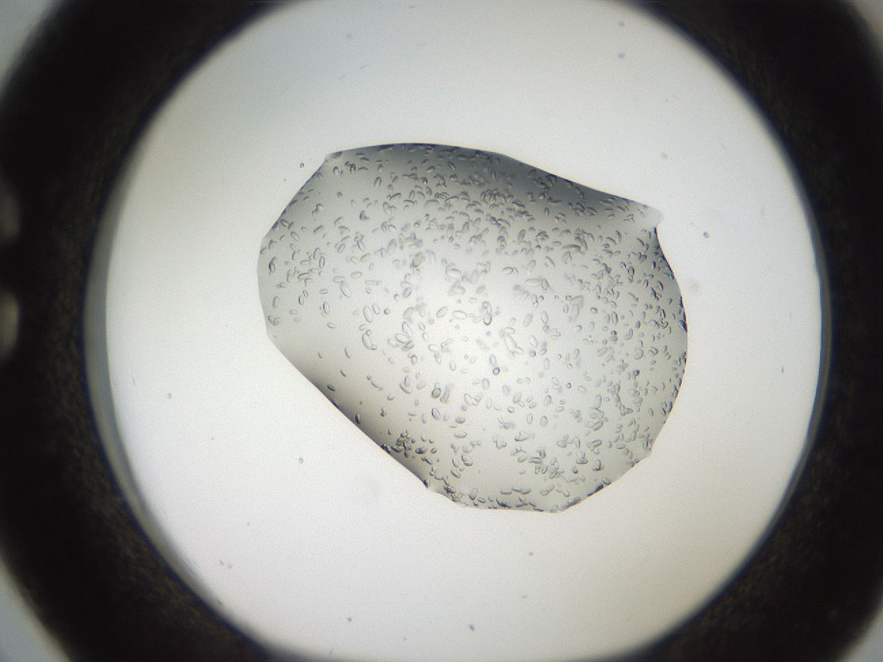 folderID207_plateID2207_batchID10014_wellNum26_profileID1_d1_r150185_ef.jpg