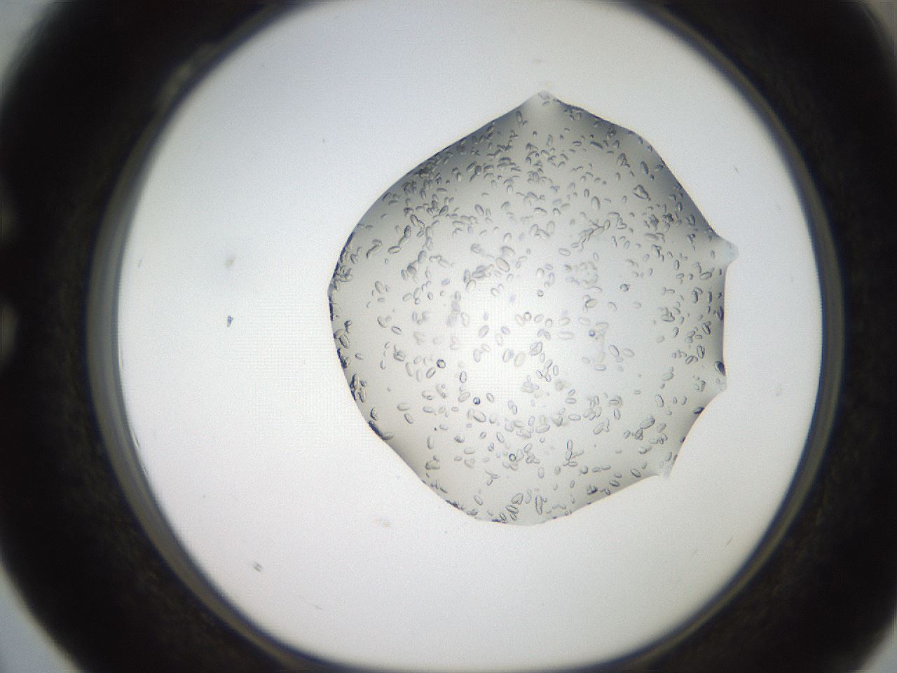 folderID207_plateID2207_batchID10014_wellNum28_profileID1_d1_r150189_ef.jpg