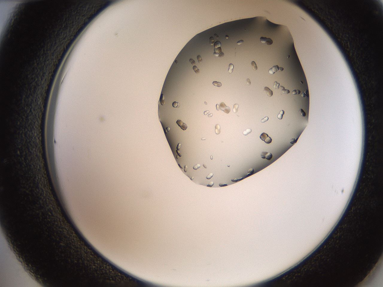 folderID207_plateID2207_batchID10014_wellNum36_profileID1_d2_r150206_ef.jpg