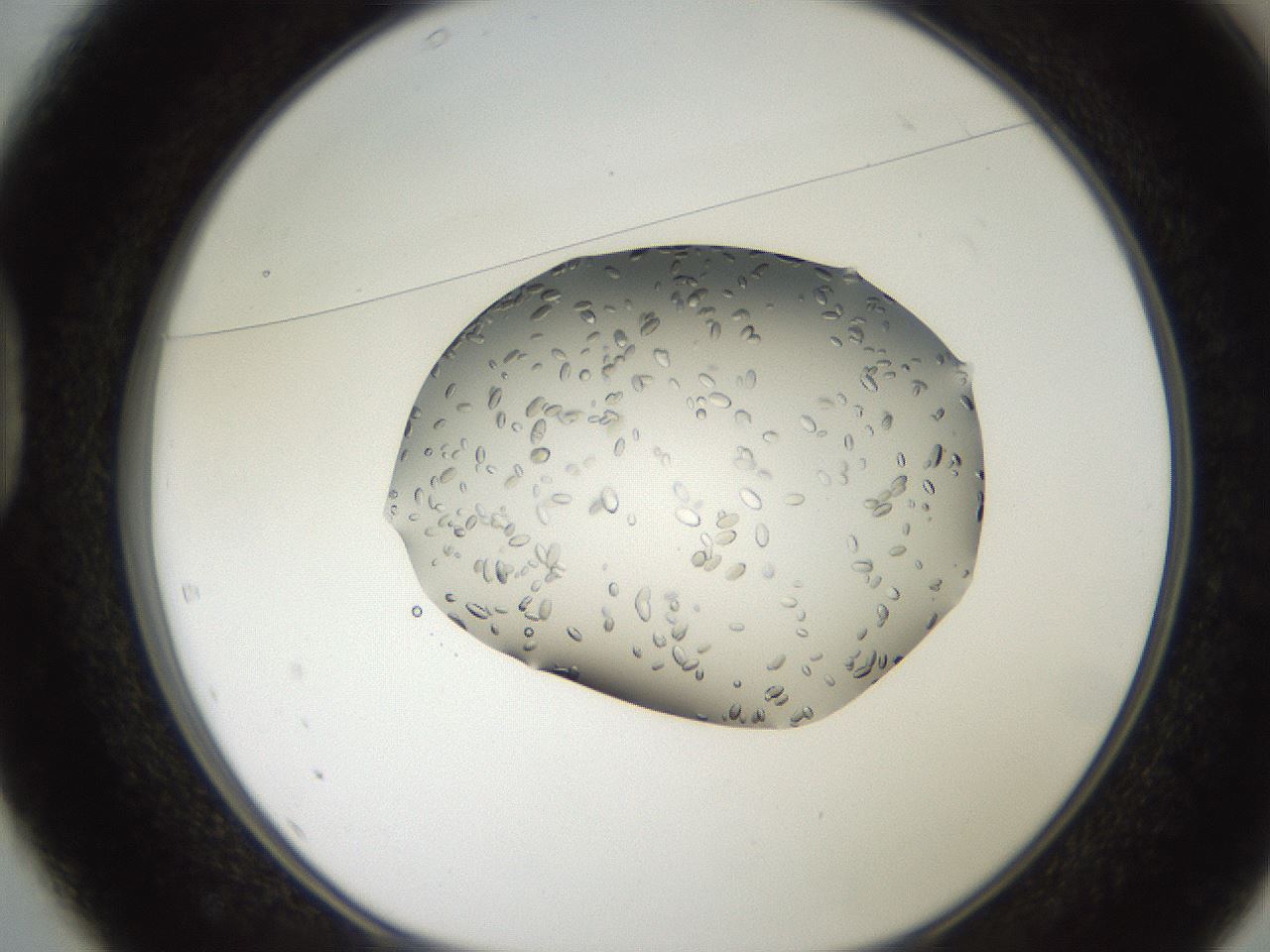 folderID207_plateID2207_batchID10014_wellNum37_profileID1_d1_r150207_ef.jpg
