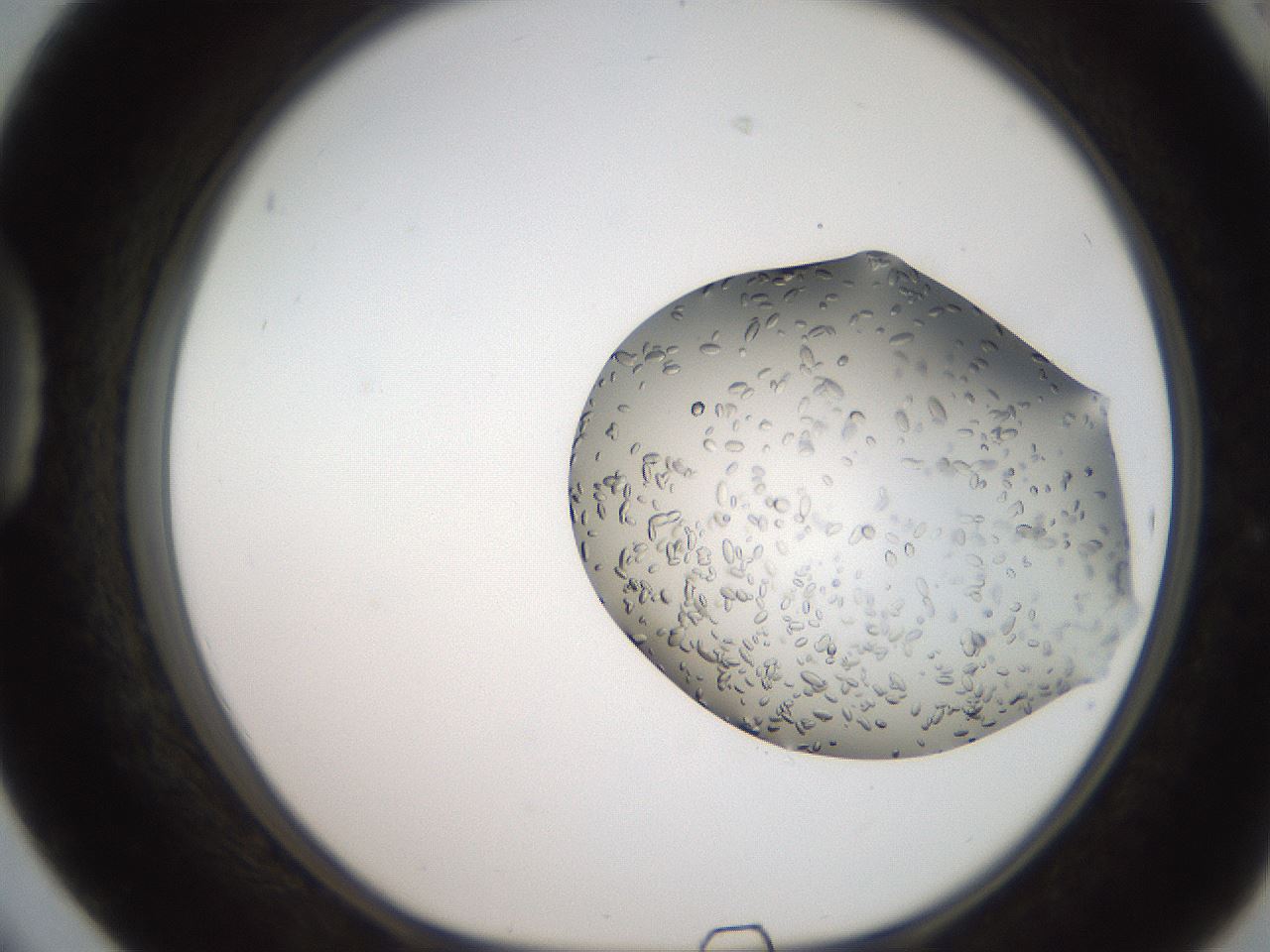 folderID207_plateID2207_batchID10014_wellNum42_profileID1_d1_r150217_ef.jpg