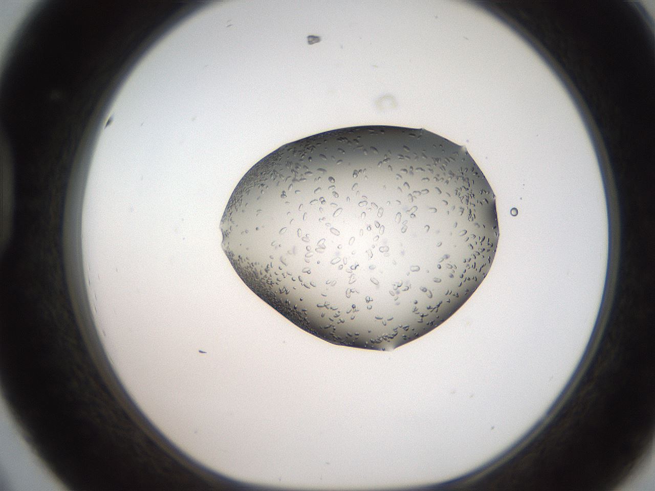 folderID207_plateID2207_batchID10014_wellNum44_profileID1_d1_r150221_ef.jpg