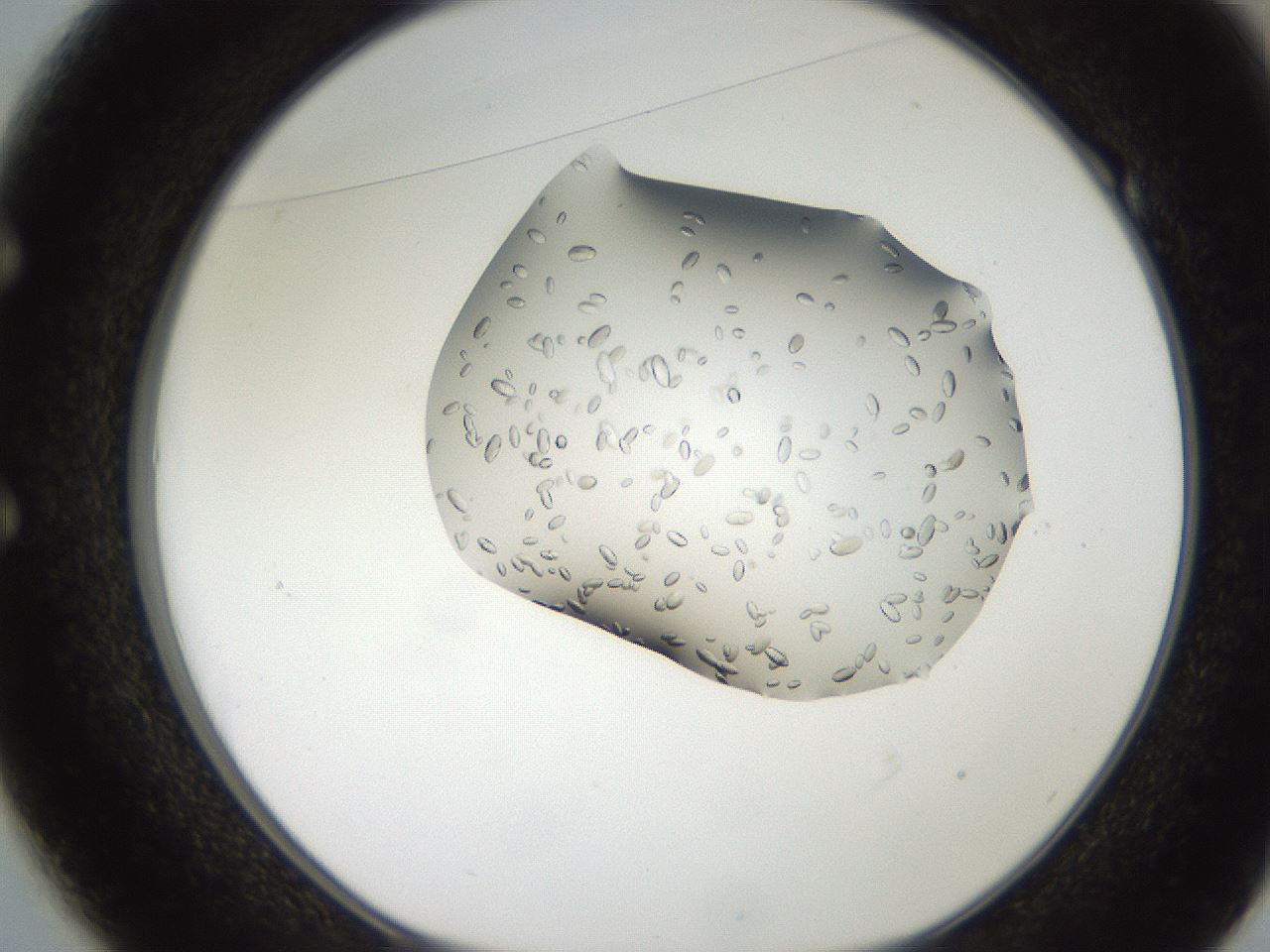 folderID207_plateID2207_batchID10014_wellNum49_profileID1_d1_r150231_ef.jpg