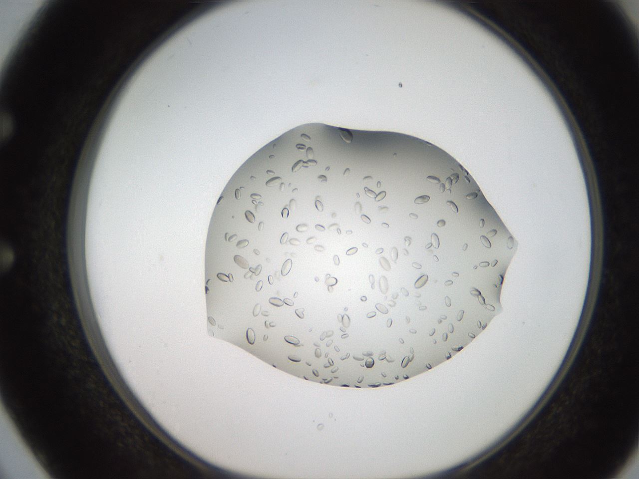 folderID207_plateID2207_batchID10014_wellNum50_profileID1_d1_r150233_ef.jpg
