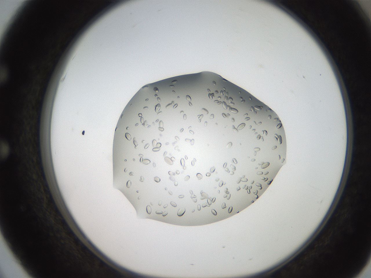 folderID207_plateID2207_batchID10014_wellNum51_profileID1_d1_r150235_ef.jpg