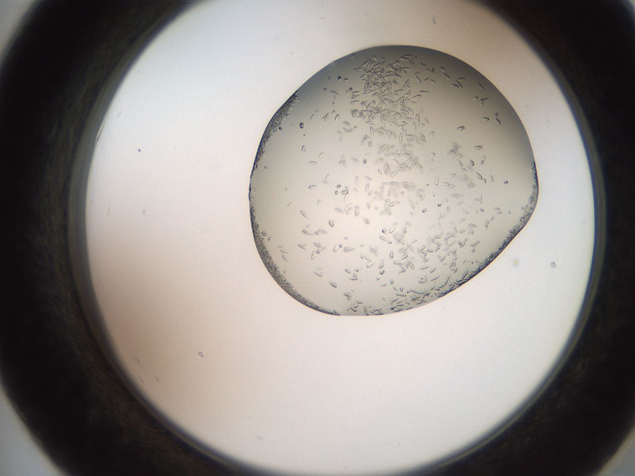 folderID205_plateID2205_batchID10007_wellNum55_profileID1_d2_r150052_ef.jpg