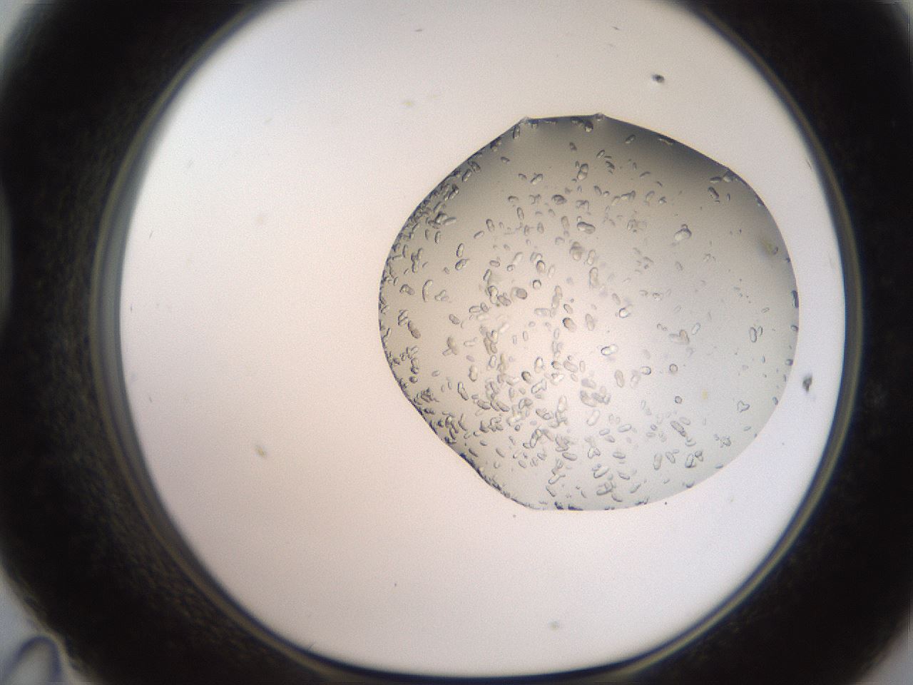 folderID206_plateID2206_batchID9998_wellNum47_profileID1_d1_r149843_ef.jpg
