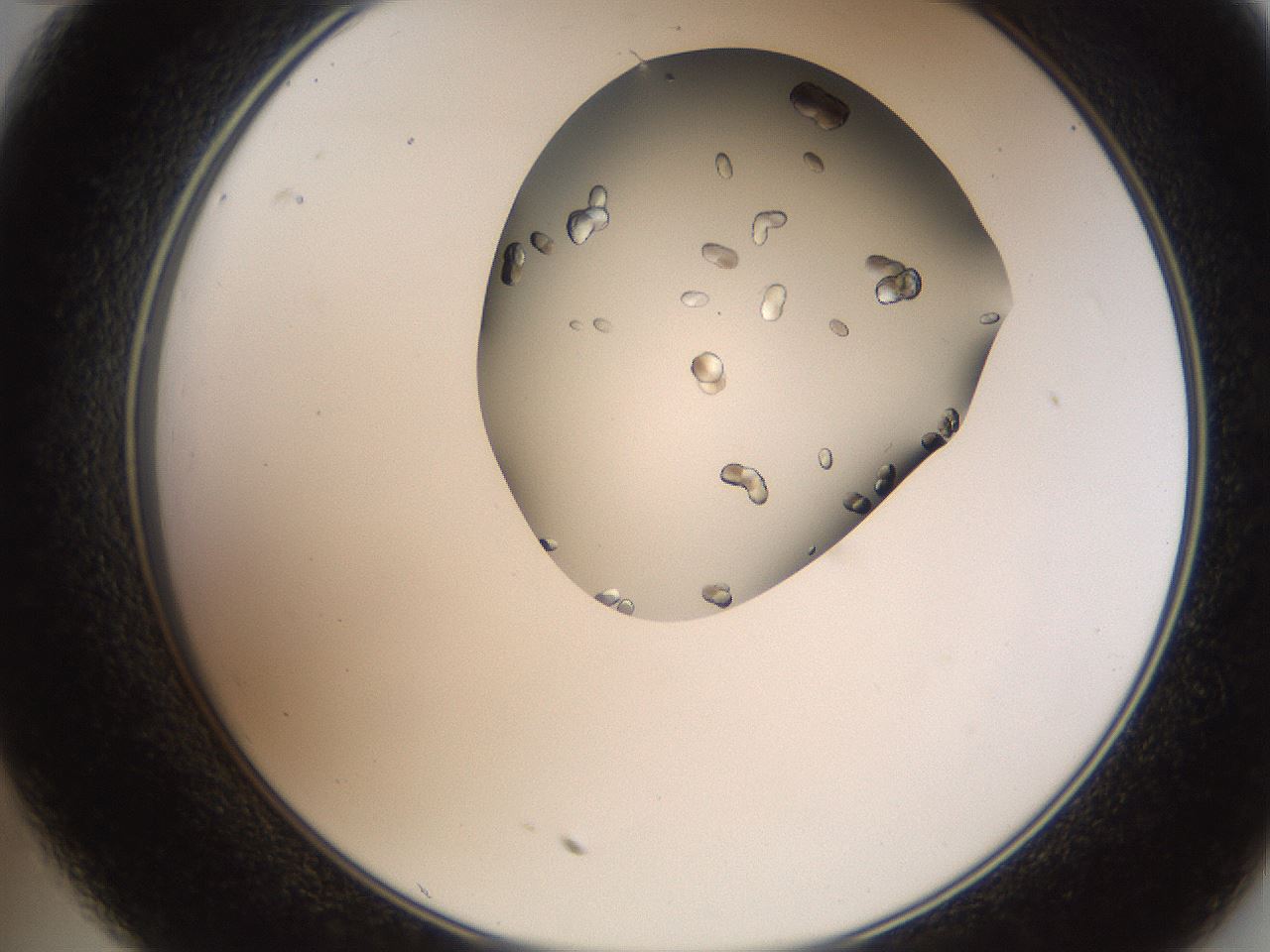 folderID207_plateID2207_batchID10014_wellNum35_profileID1_d2_r150204_ef.jpg