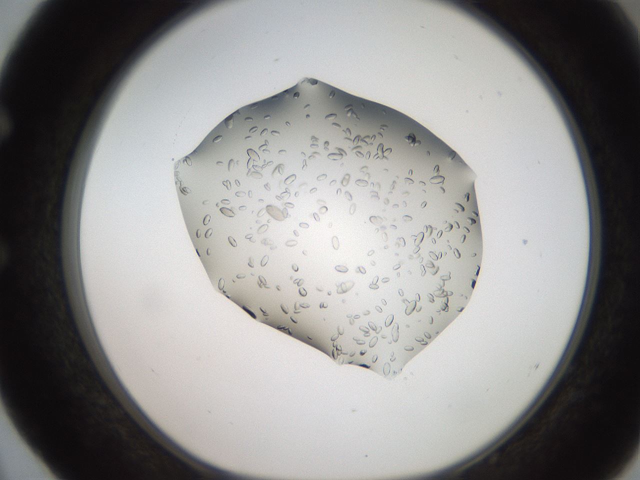 folderID207_plateID2207_batchID10014_wellNum52_profileID1_d1_r150237_ef.jpg