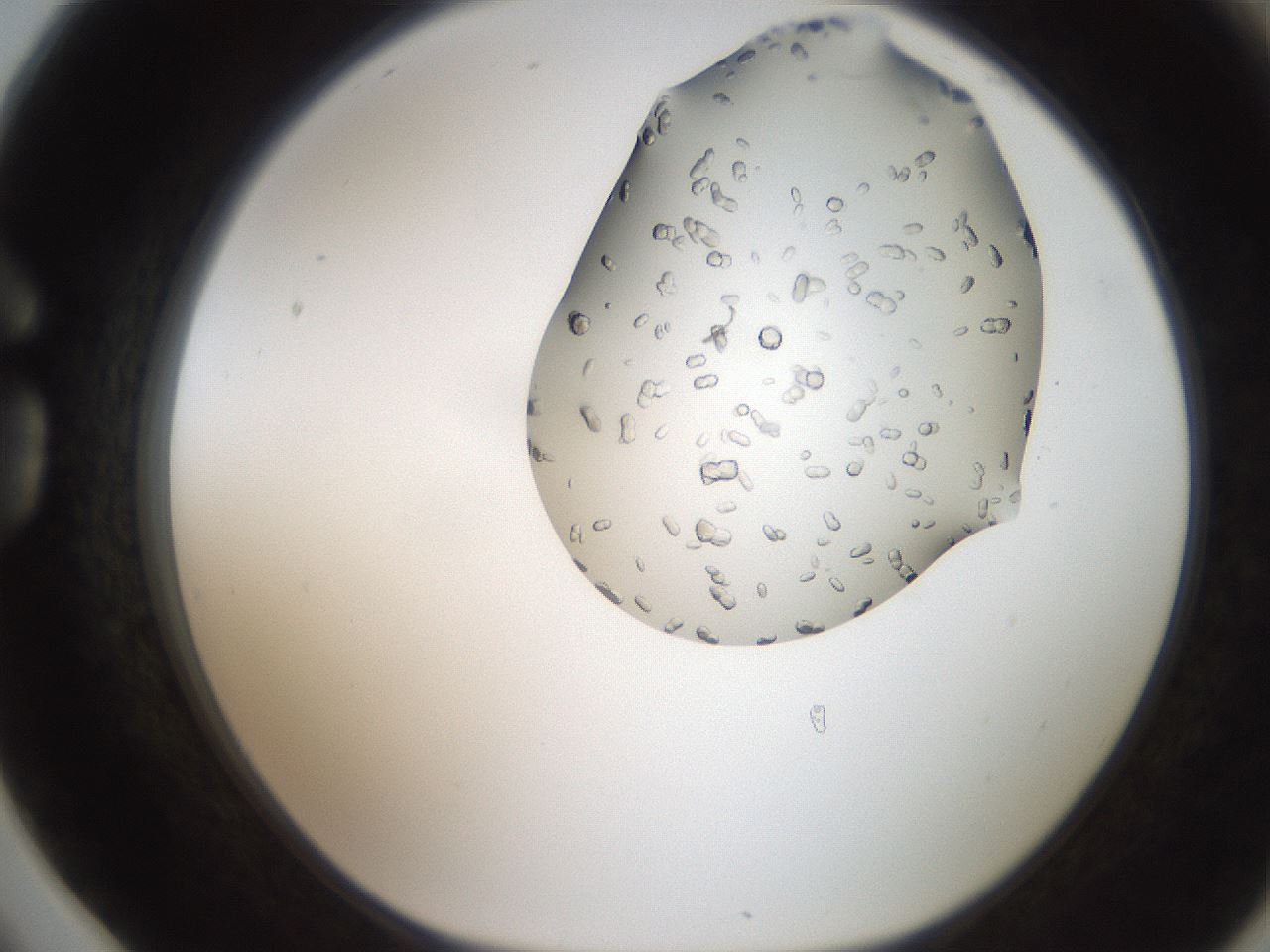 folderID207_plateID2207_batchID10014_wellNum78_profileID1_d1_r150289_ef.jpg