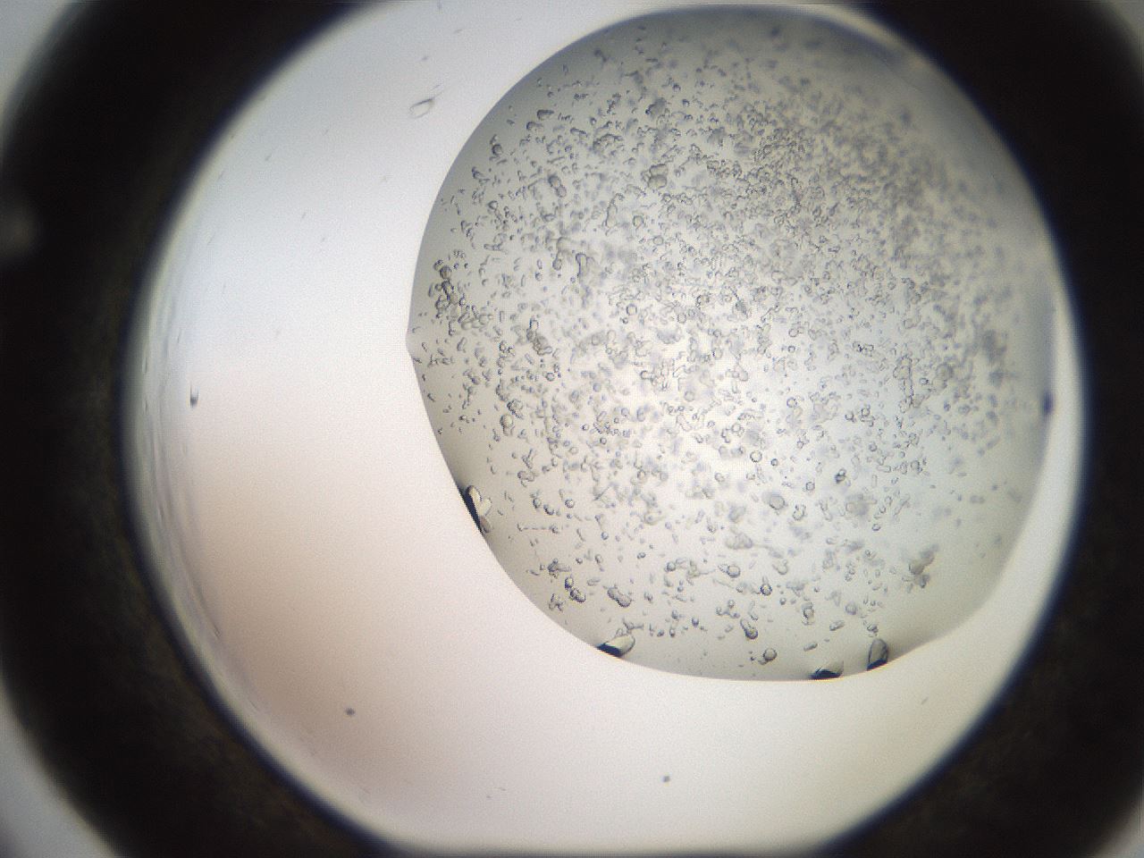 folderID235_plateID2235_batchID10125_wellNum66_profileID1_d1_r154524_ef.jpg