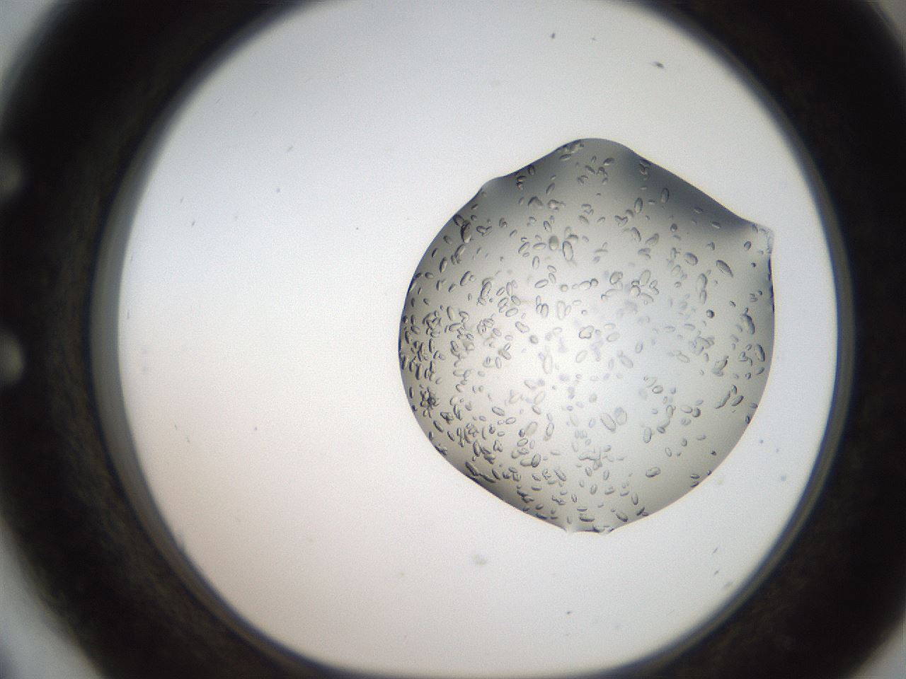 folderID207_plateID2207_batchID10014_wellNum54_profileID1_d1_r150241_ef.jpg