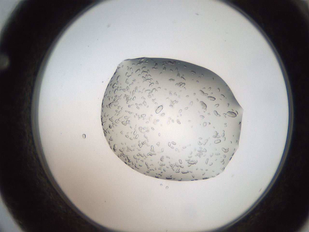 folderID207_plateID2207_batchID10014_wellNum62_profileID1_d1_r150257_ef.jpg