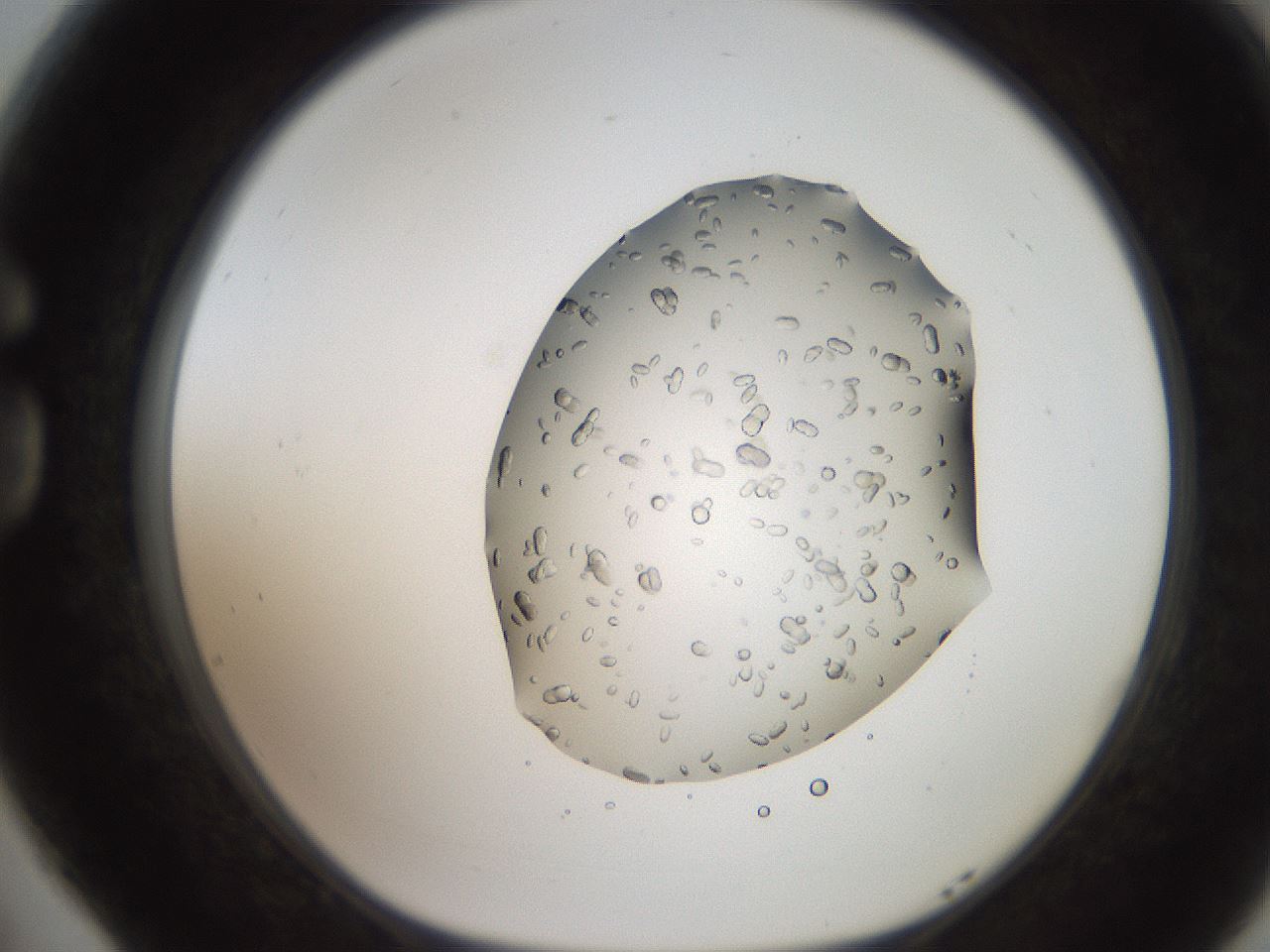 folderID207_plateID2207_batchID10014_wellNum77_profileID1_d1_r150287_ef.jpg