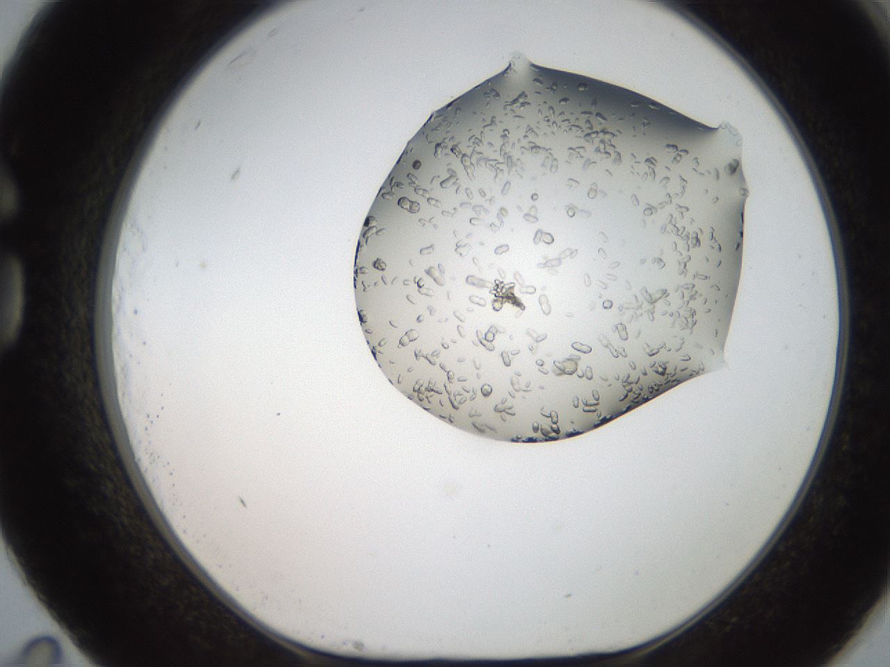 folderID207_plateID2207_batchID10014_wellNum83_profileID1_d1_r150299_ef.jpg