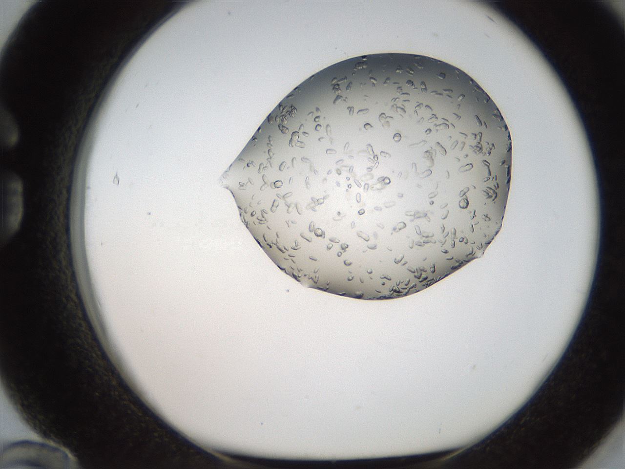 folderID207_plateID2207_batchID10014_wellNum84_profileID1_d1_r150301_ef.jpg