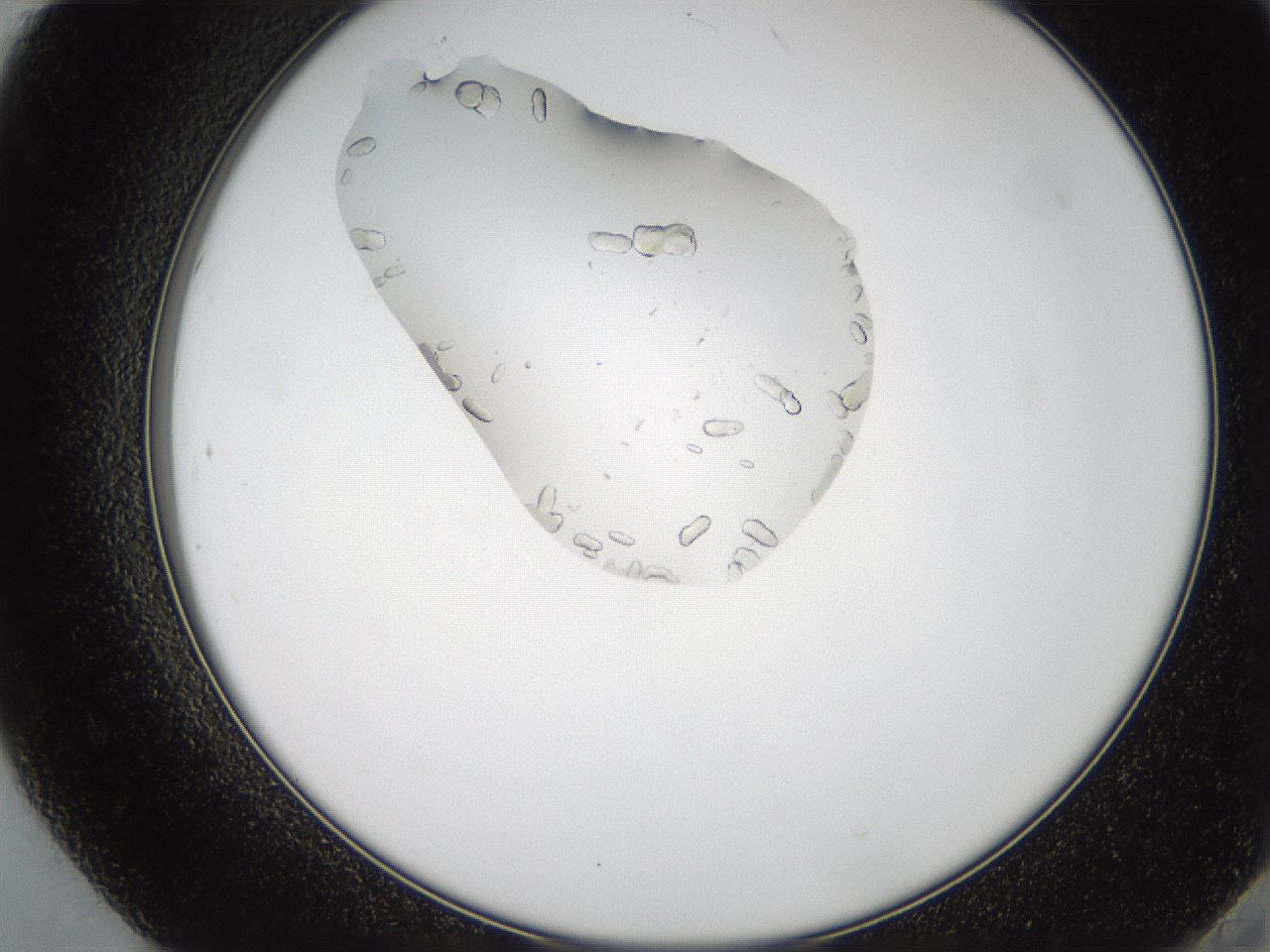 folderID207_plateID2207_batchID10014_wellNum84_profileID1_d2_r150302_ef.jpg