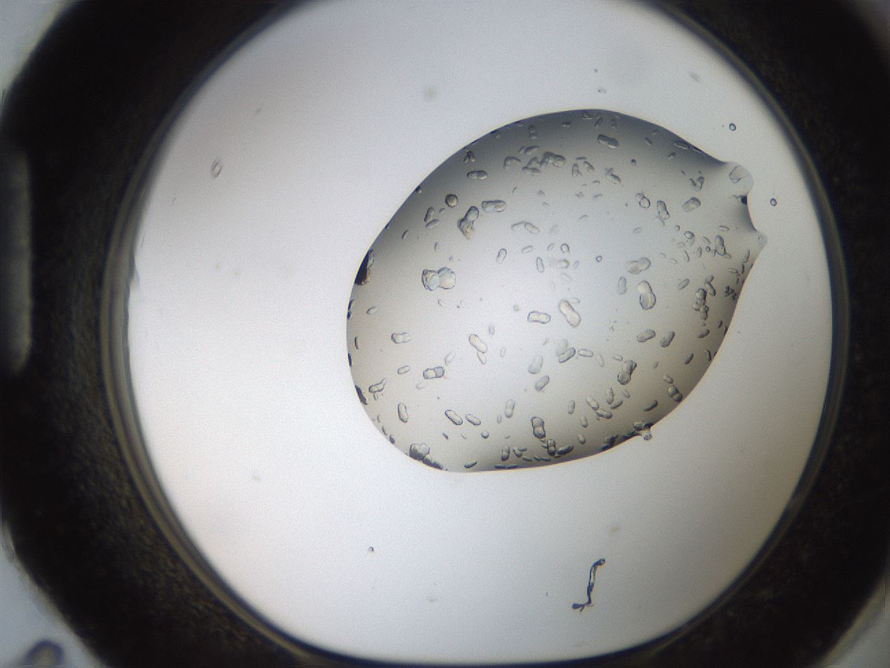 folderID207_plateID2207_batchID10014_wellNum95_profileID1_d1_r150323_ef.jpg