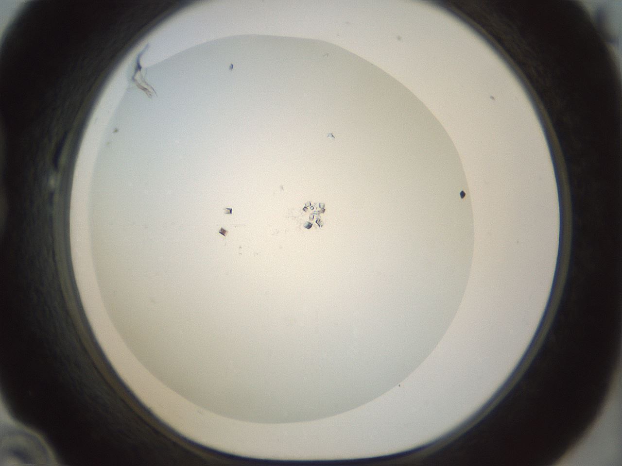 folderID208_plateID1208_batchID3661_wellNum22_profileID1_d1_r68618_ef.jpg