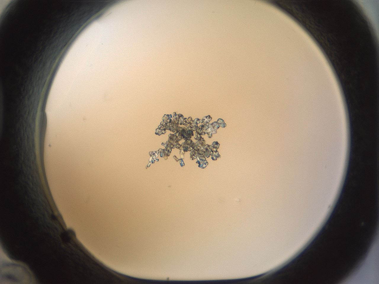 folderID210_plateID1210_batchID3713_wellNum48_profileID1_d1_r69822_ef.jpg