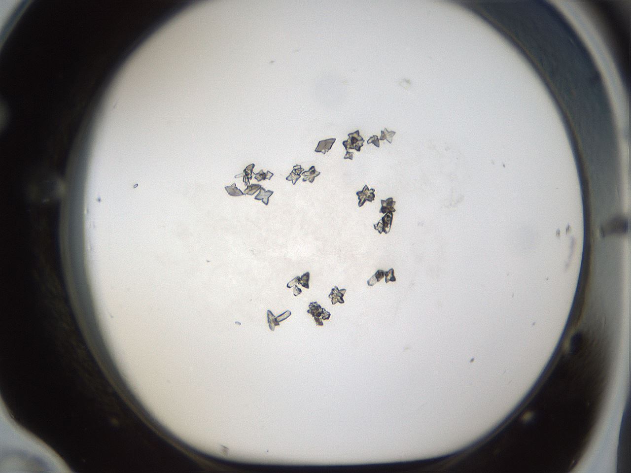 folderID212_plateID1212_batchID3623_wellNum70_profileID1_d1_r68522_ef.jpg