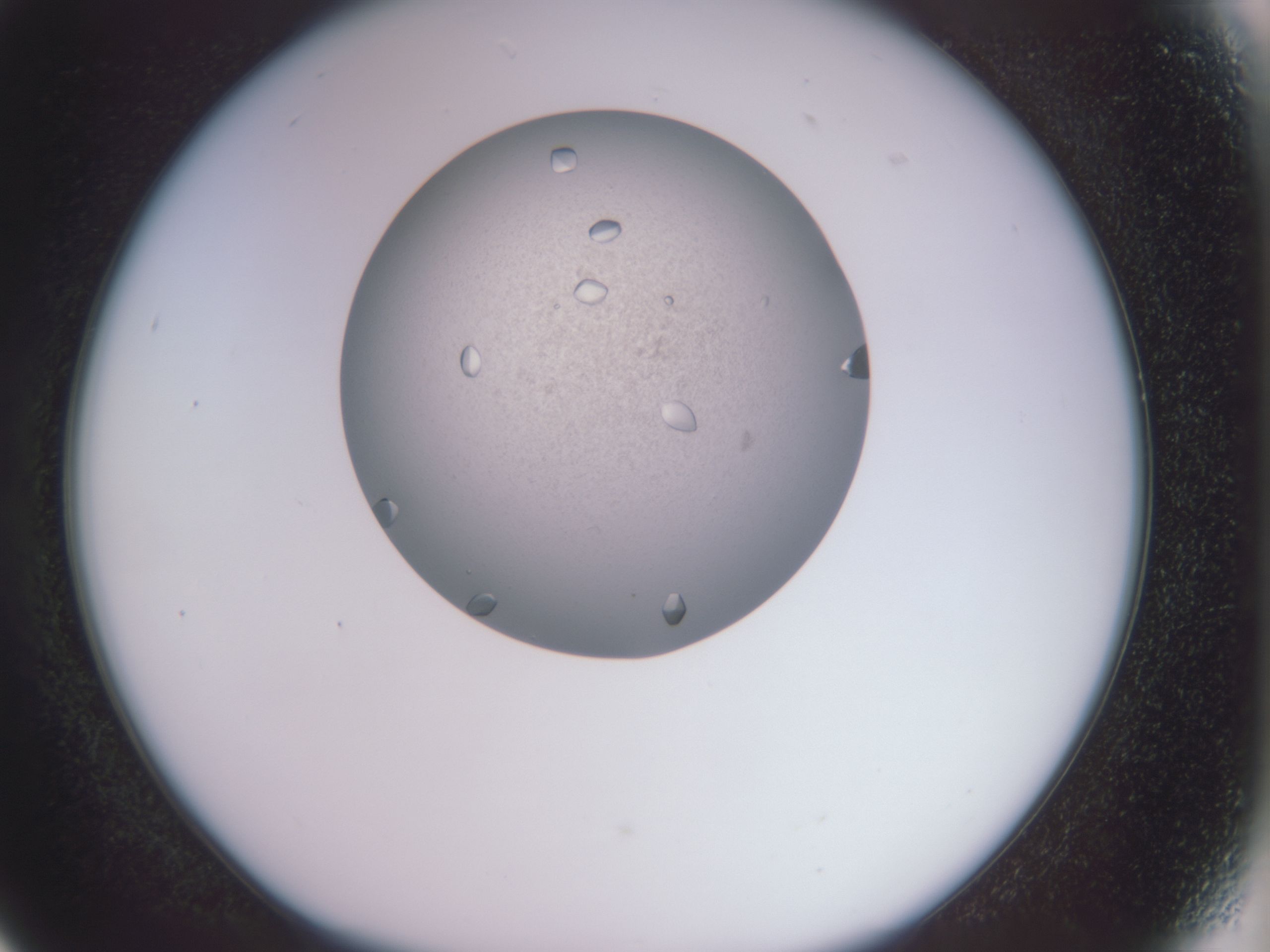 folderID588_plateID588_batchID558_wellNum17_profileID1_d1_r12811_ef.jpg