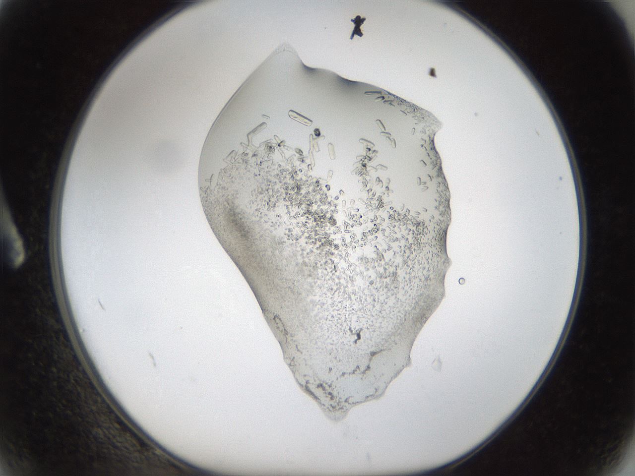 folderID58_plateID1058_batchID2301_wellNum2_profileID1_d1_r47746_ef.jpg