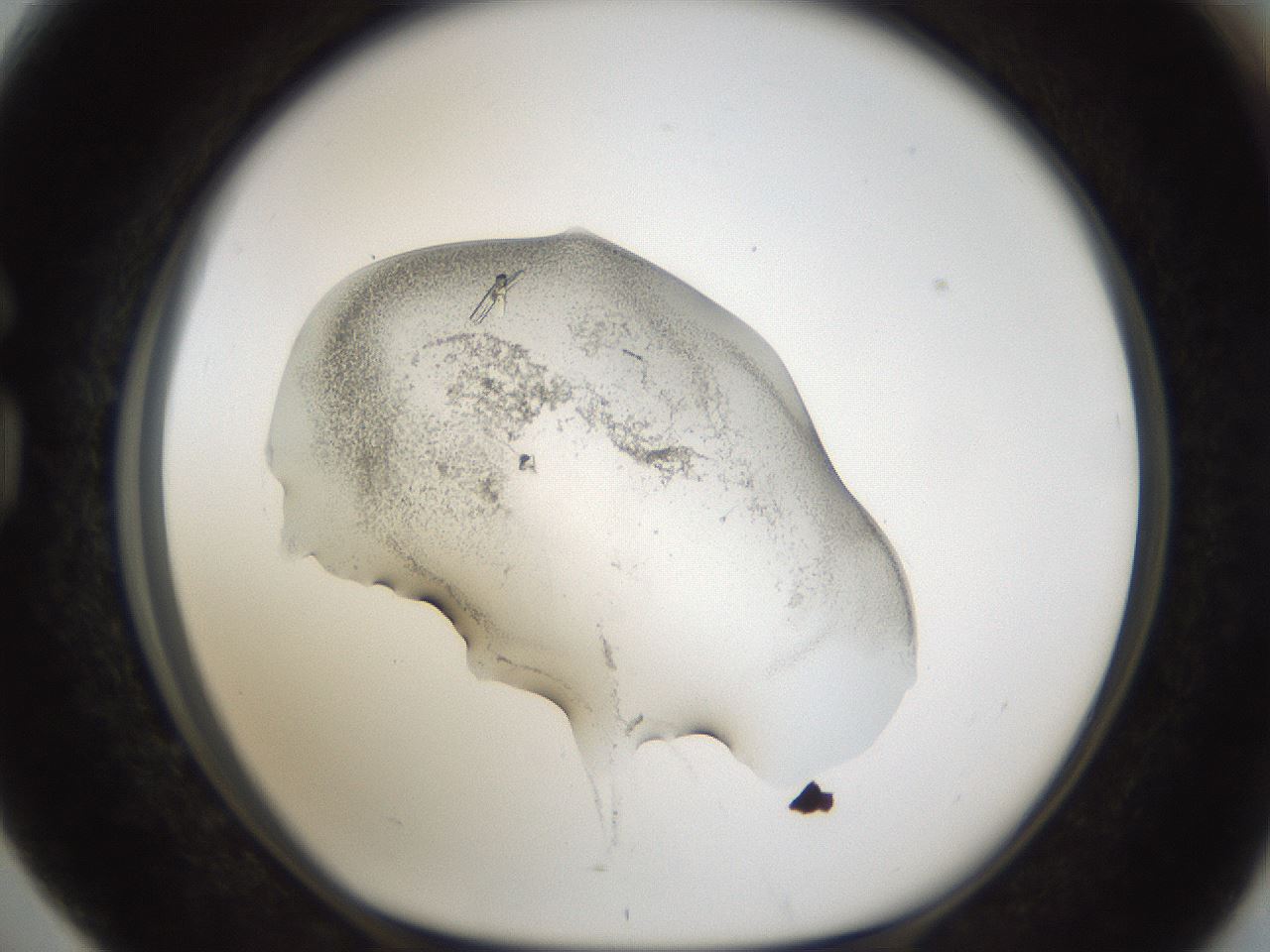 folderID58_plateID1058_batchID2301_wellNum76_profileID1_d1_r47820_ef.jpg