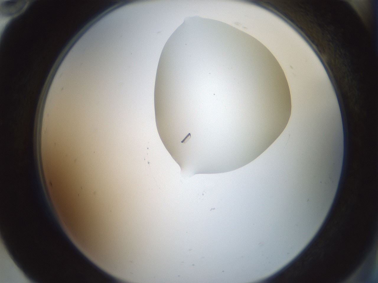 folderID601_plateID1601_batchID6734_wellNum94_profileID1_d2_r107311_ef.jpg