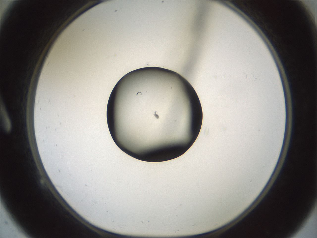 folderID601_plateID1601_batchID6734_wellNum9_profileID1_d1_r107140_ef.jpg