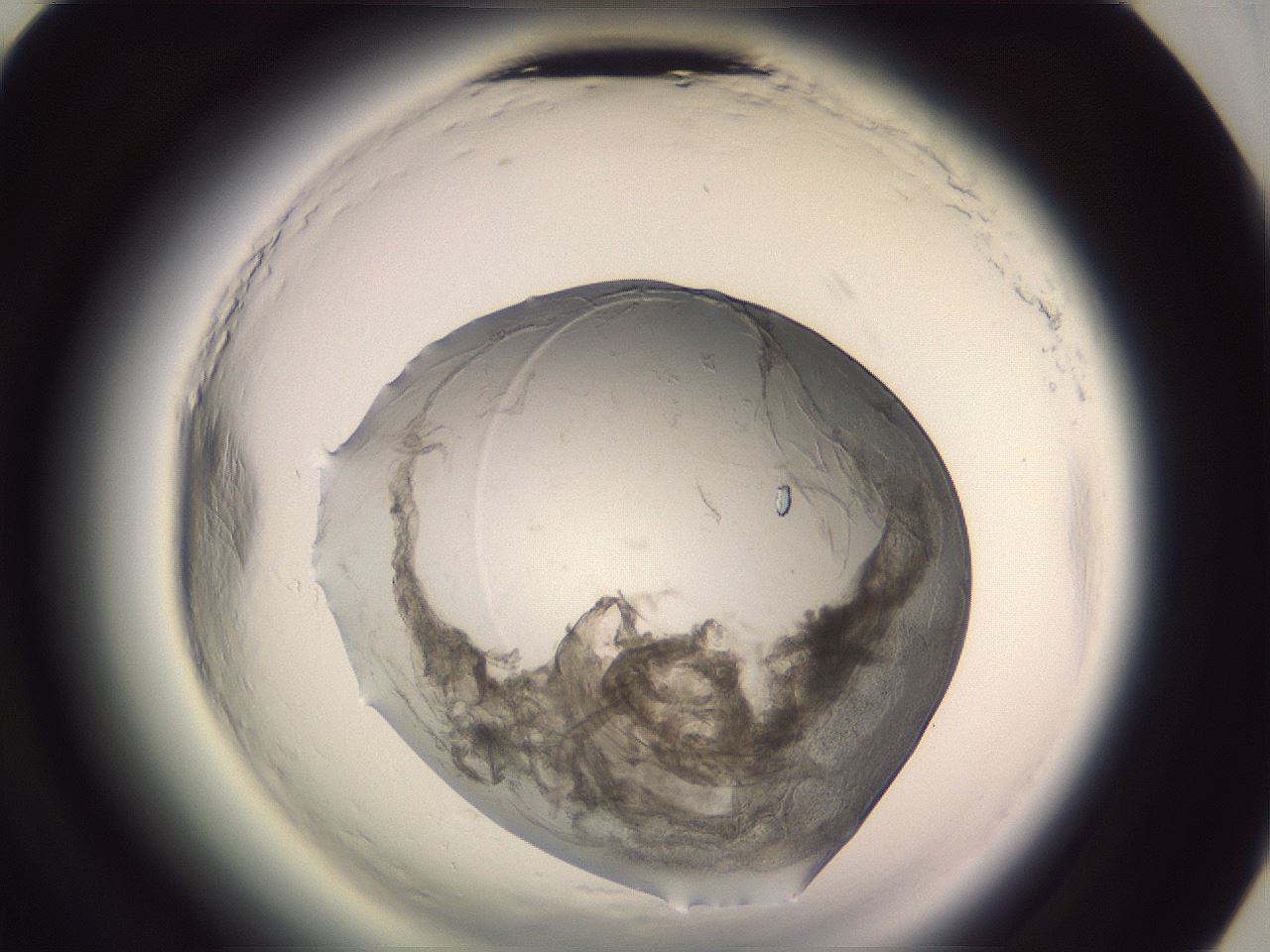 folderID608_plateID2608_batchID13184_wellNum68_profileID1_d3_r204981_ef.jpg
