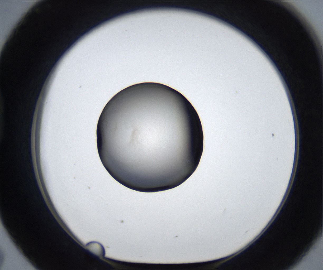folderID629_plateID2629_batchID13258_wellNum43_profileID1_d1_r208702_ef.jpg