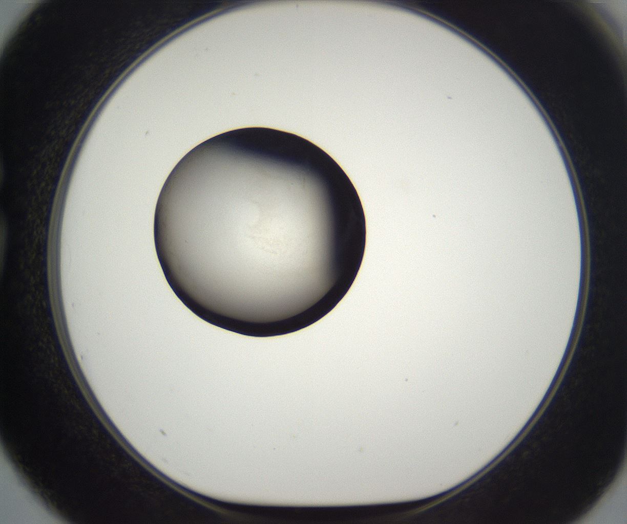 folderID630_plateID2630_batchID13262_wellNum75_profileID1_d1_r210302_ef.jpg