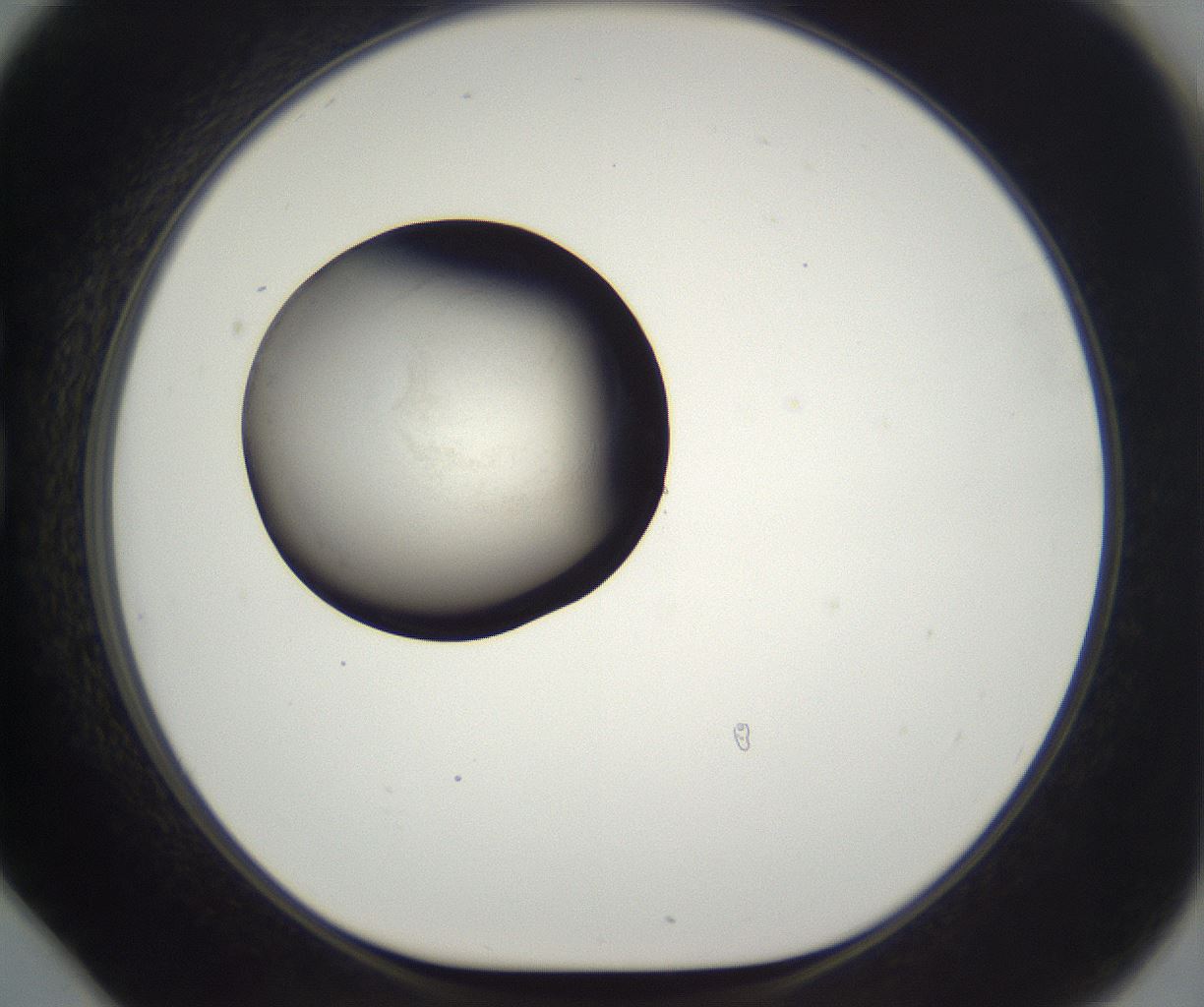folderID630_plateID2630_batchID13262_wellNum78_profileID1_d1_r210308_ef.jpg