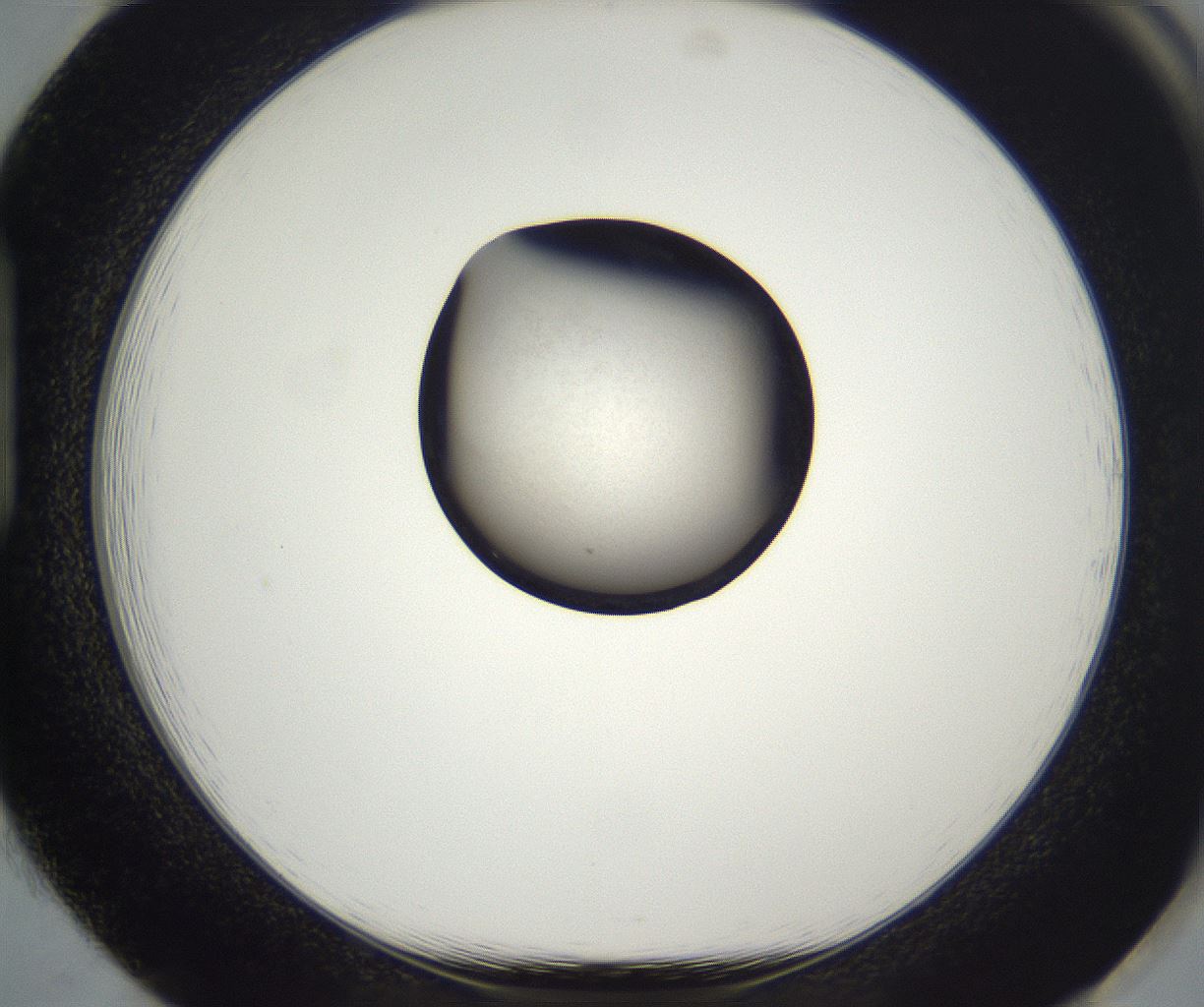 folderID630_plateID2630_batchID13262_wellNum85_profileID1_d1_r210322_ef.jpg