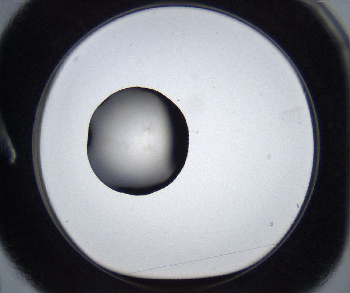folderID631_plateID2631_batchID13261_wellNum3_profileID1_d1_r208814_ef.jpg