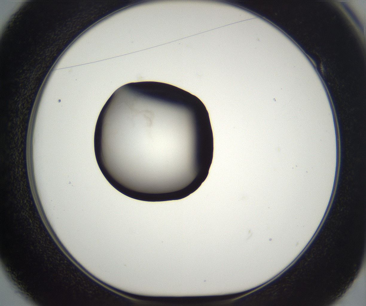 folderID632_plateID2632_batchID13263_wellNum49_profileID1_d1_r210442_ef.jpg
