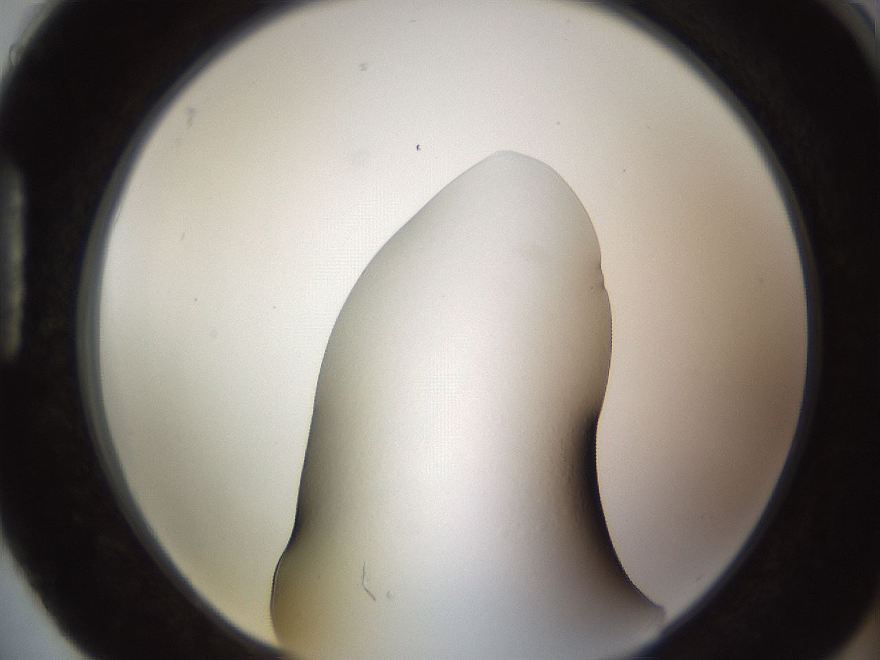 folderID635_plateID1635_batchID6835_wellNum88_profileID1_d1_r109601_ef.jpg