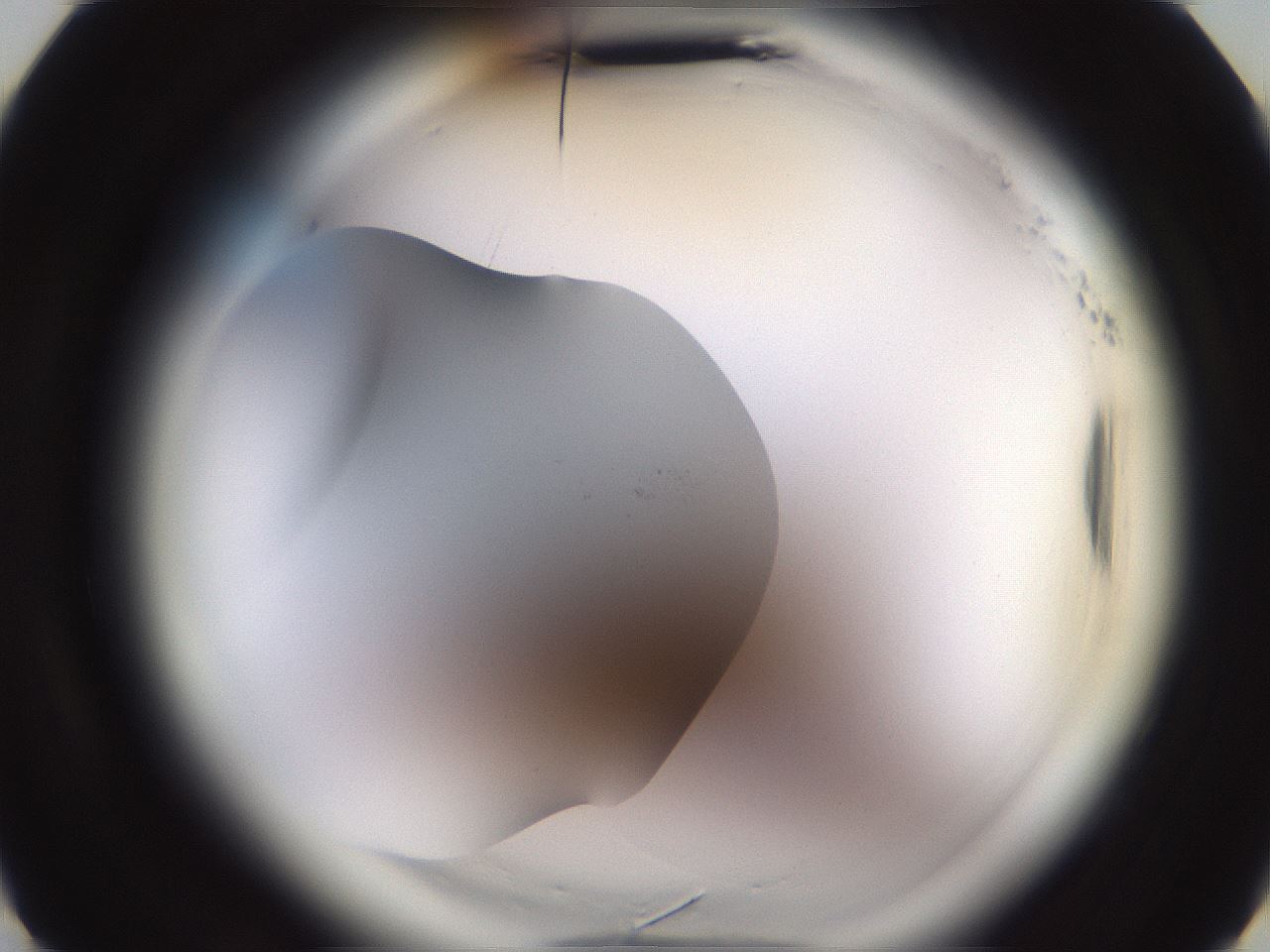 folderID638_plateID2638_batchID13386_wellNum5_profileID1_d3_r213053_ef.jpg