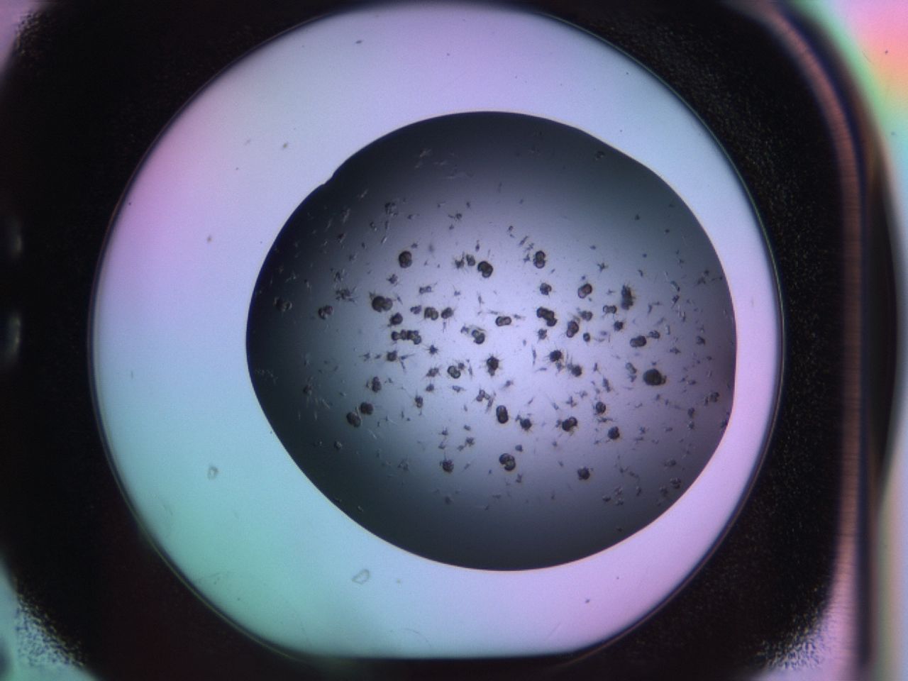 03kg_C6_ImagerDefaults_6.jpg