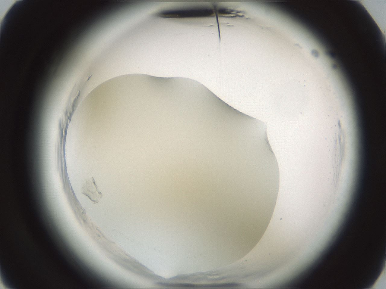 folderID639_plateID2639_batchID13504_wellNum16_profileID1_d3_r212510_ef.jpg