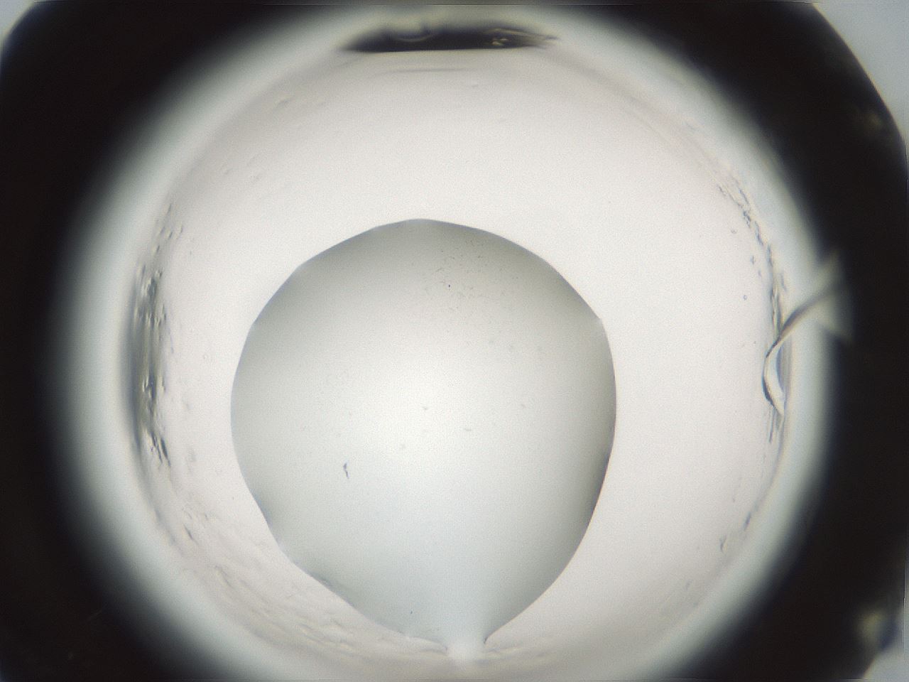 folderID639_plateID2639_batchID13504_wellNum79_profileID1_d2_r212698_ef.jpg