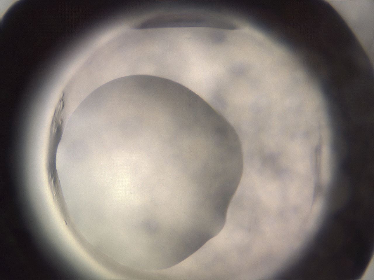 folderID640_plateID2640_batchID13391_wellNum80_profileID1_d1_r214716_ef.jpg