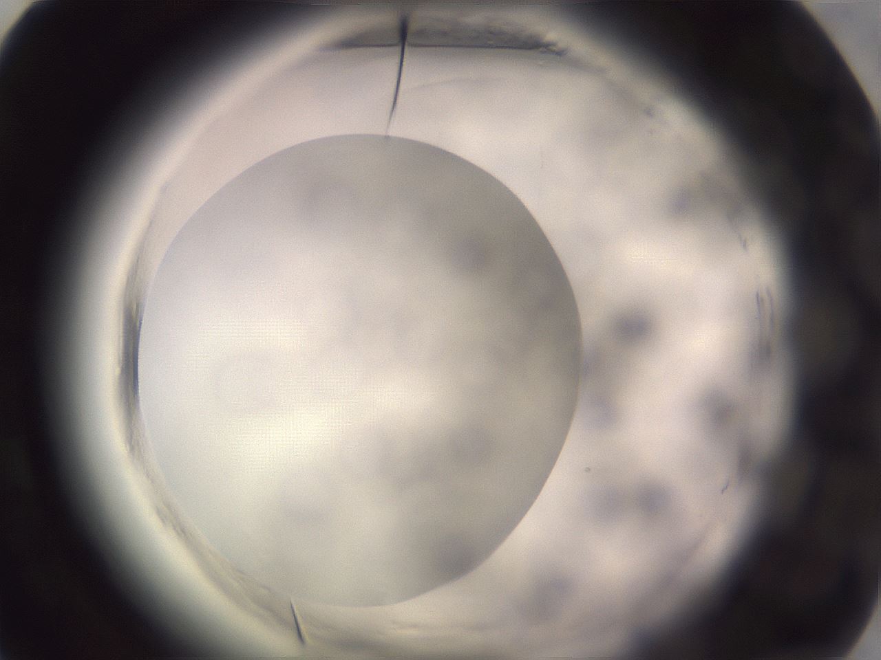folderID640_plateID2640_batchID13518_wellNum54_profileID1_d1_r214638_ef.jpg