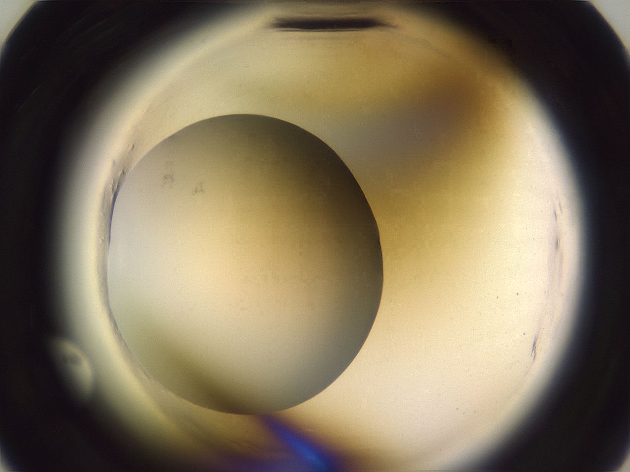 folderID640_plateID2640_batchID13518_wellNum8_profileID1_d2_r214501_ef.jpg
