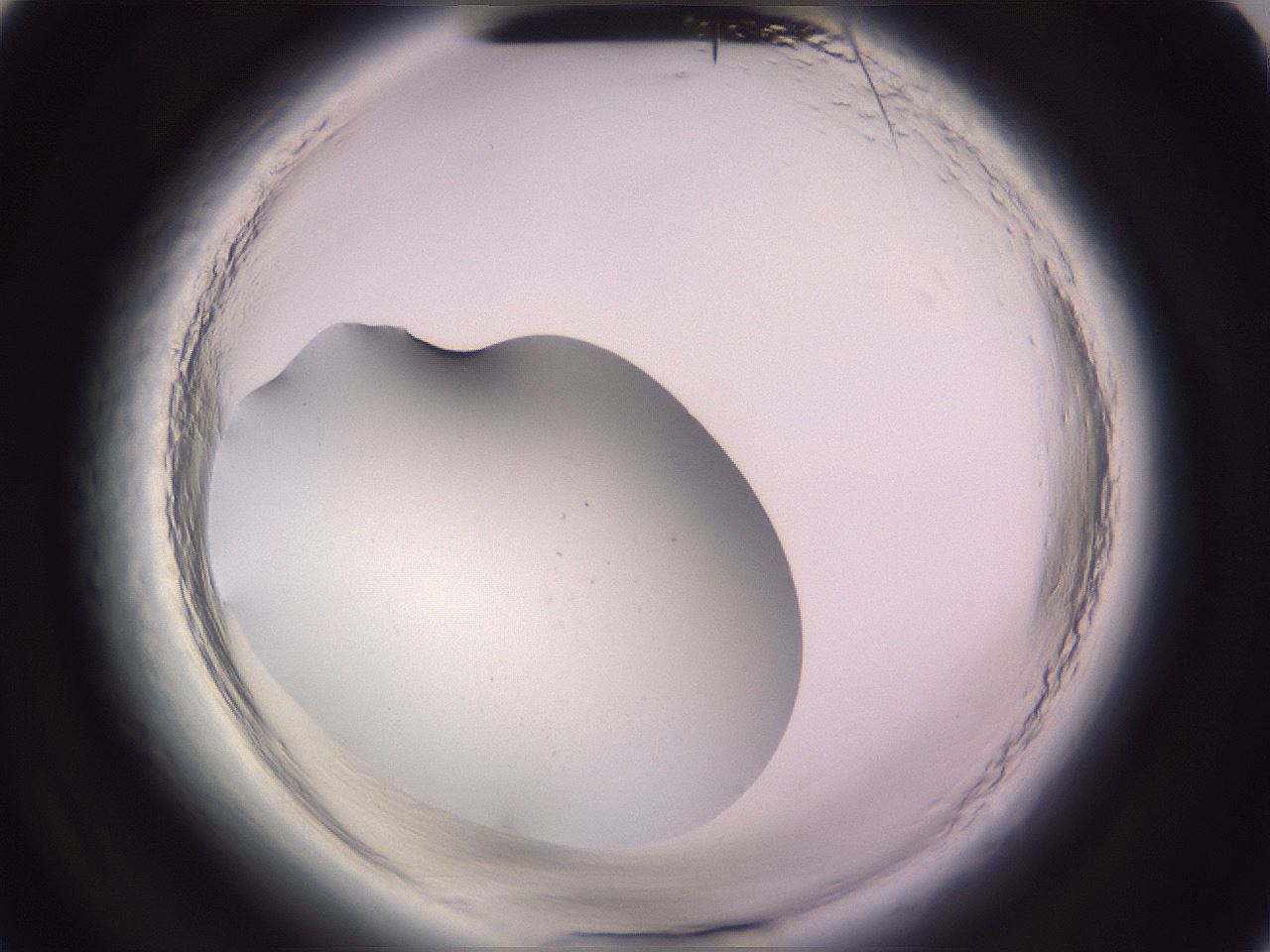 folderID646_plateID2646_batchID13385_wellNum4_profileID1_d2_r212761_ef.jpg