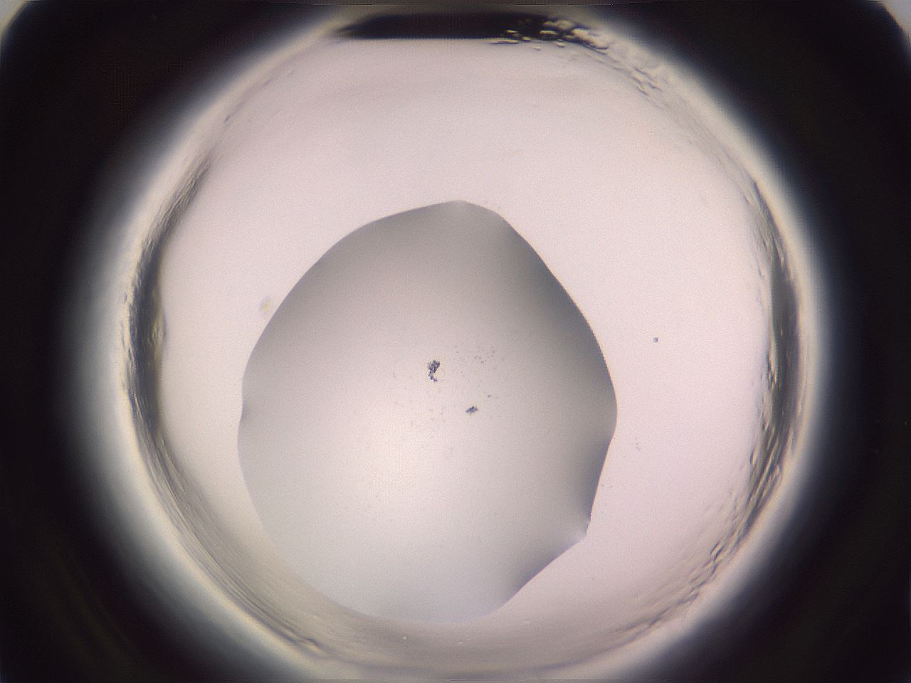 folderID646_plateID2646_batchID13385_wellNum77_profileID1_d2_r212980_ef.jpg